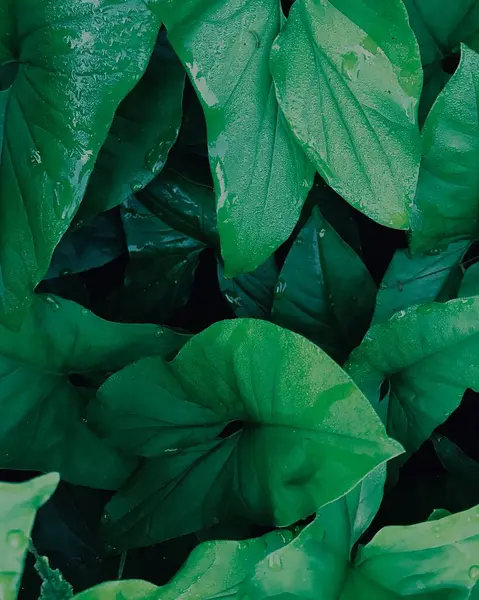 yeşil yapraklar, bitkiler ve yapraklar