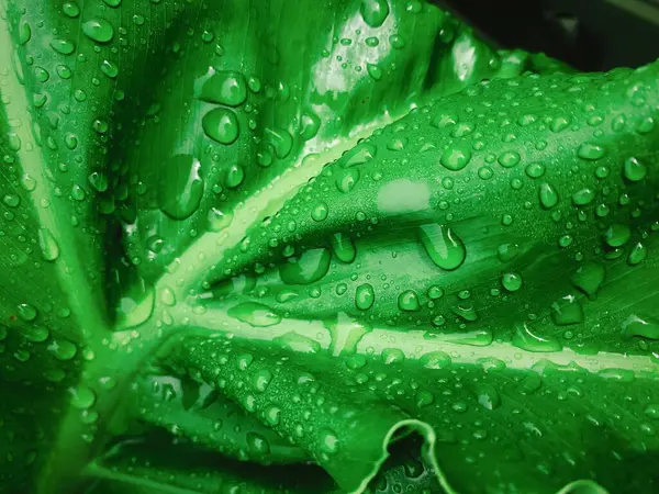 Su damlaları ile yeşil yaprağı kapat