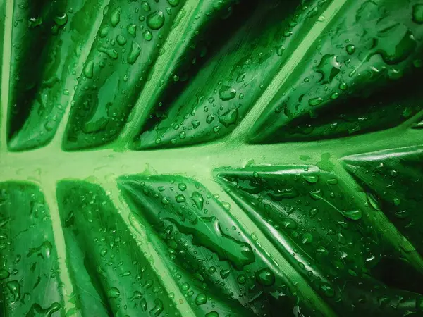 Yeşil yaprak dokusunu kapat.