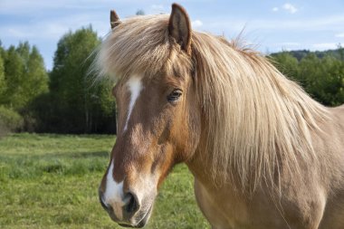 Açık kahverengi bir atın tam kare yakın plan portresi bir bahar ormanının arka planında.
