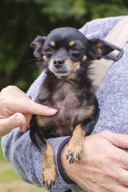 Sahibinin kollarına yerleştirilmiş küçük siyah ve bronz bir köpeğin yakın plan portresi. Sakin bir an ve güvenilir bir bağ.