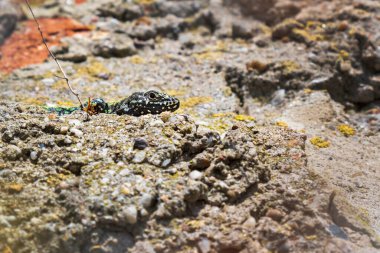Küçük kertenkele, Bavyera 'nın dokulu kayalık yüzeyinde kamufle oldu..