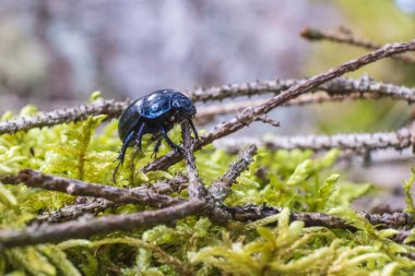 Metalik mavi böcek yemyeşil ormanda dal üzerinde oturuyor. Bok böceği.