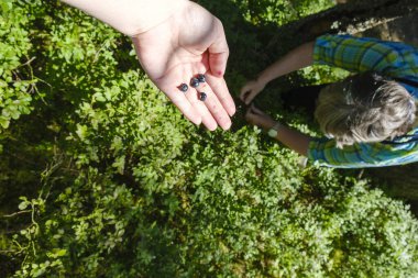 Bir avuç yaban mersiniyle elini uzatan bir kadın yeşilliğin arka planına karşı. Ormanda yabanmersini topluyorum.