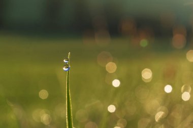 Taze yeşil çimlerde sabah güneşli makro çiğ damlası..