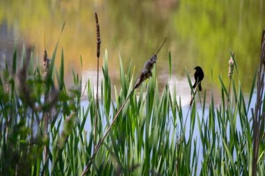 Kırmızı kanatlı Kara Kuş gölde çimenlerde oturuyor.