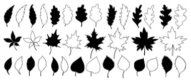 Büyük siyah siluet setleri ve çeşitli vektör sonbahar yapraklarının ana hatları el çizimi tarzında bir sıra akçaağaç yapraklarına dizilmiştir. Sonbahar grafikleri, mevsimlik tasarımlar ve Kanada temalı sanat eserleri için mükemmel..