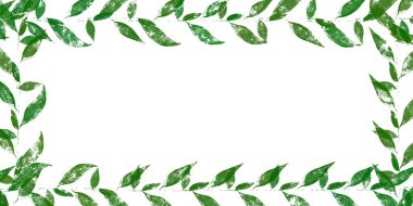 Zarif yeşil yapraklı şirin dikdörtgen arkaplan botanik çerçeve oluşturuyor. Davetiyeler, çevre tasarımı, doğa temalı kartlar ve organik markalaşma için mükemmel..