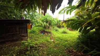 Bereketli Yeşillik ve Doğal Atmosfer ile Bir Orman Bölgesinde Yağmur