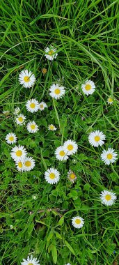 Küçük papatyaları olan yeşil çimlerin yukarıdan görünüşü. Bahar ya da yaz temaları için doğal arka plan, doğa ve tazelik kavramları için mükemmel.