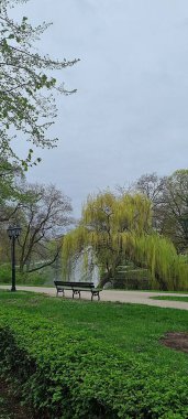 Letonya, Rigas Central Park 'ta sakin bir bahar günü. Bulutlu gökyüzü, yemyeşil çimenler, bir bank, bir fener ve şehir kanalının yanında çeşmeli bir söğüt ağacı. Nisan ayı sonlarında sakin bir Avrupa şehir parkı sahnesi.