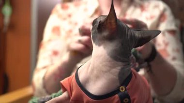 Güzel, olgun bir kadın sıcak bir evde oturuyor, örgü örüyor ve kırmızı kazak giymiş bir Sphynx kedisini okşuyor..