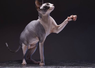 Bir Sphynx kedisi, ön patisini uzatarak koyu gri bir yüzeyde zarif bir şekilde durur. Kedi pürüzsüz, tüysüz, gri ve beyaz kürklü bir vücuda sahiptir. O 'nun kürsüsü, gökleri ve yeri kaplamıştır. Arka plan sağlam, karanlık. 