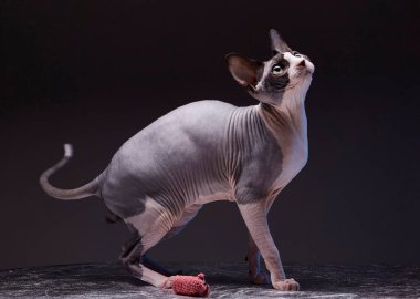 Bir Sphynx kedisi koyu gri bir yüzeyde zarif bir şekilde durur, pembe burnu ve kulakları belirgin bir şekilde görülebilir. Kedi başını eğerek yukarıya bakıyor ve kuyruğu hafifçe kıvrılıyor. Küçük, kırmızı bir oyuncak fare ön pençelerinin yanında, yüzeyde yatıyor.