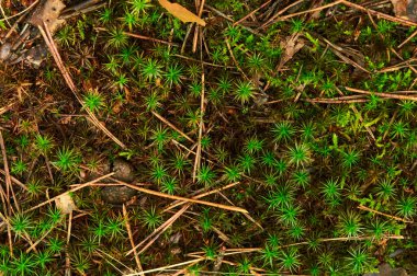 Küçük dallar, kuru yapraklar ve birkaç koyu yuvarlak böğürtlen ile karıştırılmış yoğun, parlak yeşil yosun parçasının yakın plan çekimi. Yosun desenli bir halı oluşturur.