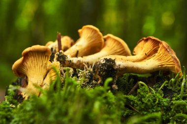 Yeşillik bir ormandaki yosunlu bir kütükte altın bir chanterelle mantarı kümesi büyüyor. Mantarların hassas, dalgalı kenarları olan canlı bir turuncu rengi vardır..