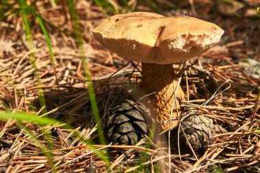 Tek bir açık kahverengi mantar, bir orman ortamında kuru çam iğnelerinden ve çürüyen ağaçlardan oluşan bir yatakta dimdik duruyor. Mantarın yuvarlak bir kapağı ve kalın, dokulu bir sapı var..
