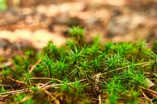 Kuru yapraklar ve dallardan oluşan bir yatakta büyüyen canlı yeşil yosun kümesinin yakın plan çekimi. Yosun yoğun bir şekilde, küçük, iğne benzeri yapraklarla doludur.