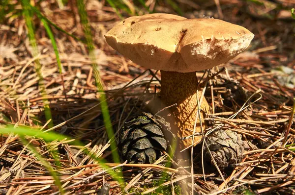Tek bir açık kahverengi mantar, bir orman ortamında kuru çam iğnelerinden ve çürüyen ağaçlardan oluşan bir yatakta dimdik duruyor. Mantarın yuvarlak bir kapağı ve kalın, dokulu bir sapı var..