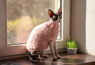 Bir Sphynx kedisi, pembe örülü bir kazak giyerek, ahşap bir pencere pervazında rahatça oturur. Kedi odaklanmış bir ifadeyle pencereden dışarı bakıyor. Küçük bir saksı, kedinin yanındaki pencere eşiğinde oturur..