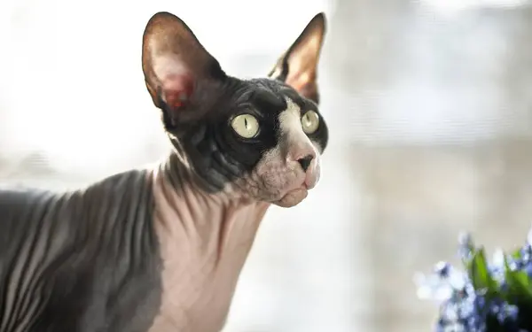 Çoğunlukla siyah ceket ve beyaz işaretli şık bir Sphynx kedisi dikkatle pencereden dışarı bakıyor. Kedinin derisi çıplak ve pembedir ve büyük, altın gözleri dışarıdaki bir şeye odaklanmıştır..