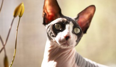 Pembe, buruşuk yüzlü ve büyük, anlamlı yeşil gözlü bir Sphynx kedisi kameraya dikkatle bakar. Kedi kulakları sivri ve koyudur. Ön planda küçük, sarı bir çiçek tomurcuğu görünür.