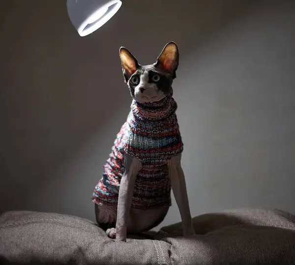 Kanadalı bir Sphynx kedinin sanatsal ve karamsar portresi. Sıcak ışıklandırma tüysüz kedinin benzersiz özelliklerini vurgular.