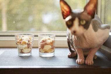 Meraklı bir Sphynx kedisi katmanlı tatlı ile dolu iki bardağın yanında bir pencerenin yanında oturur. Tatlılarda krema, meyve, pasta ve çikolata var.