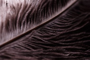 Bir kuşun tüyünün karmaşık detaylarını gösteren soyut makro fotoğraf. Görüntü ince dikenleri, canlı renkleri ve doğal simetriyi vurguluyor.