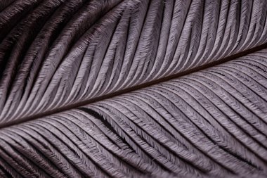 Bir kuşun tüyünün karmaşık detaylarını gösteren soyut makro fotoğraf. Görüntü ince dikenleri, canlı renkleri ve doğal simetriyi vurguluyor.