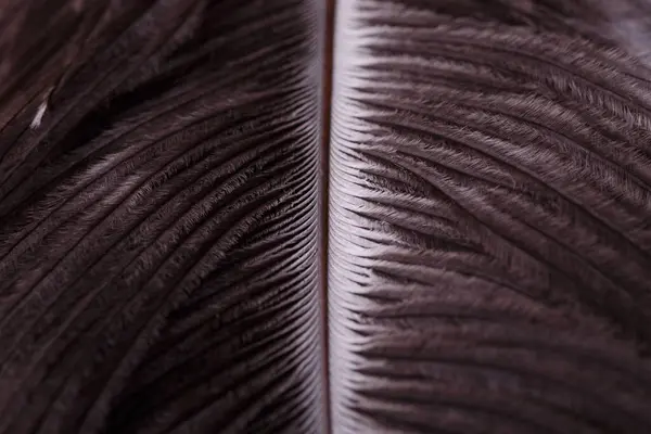 Bir kuşun tüyünün karmaşık detaylarını gösteren soyut makro fotoğraf. Görüntü ince dikenleri, canlı renkleri ve doğal simetriyi vurguluyor.