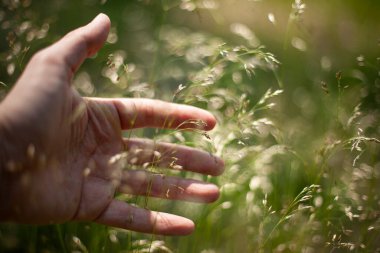 Sakin doğa sahnelerini, açık hava dokularını ve mevsimsel arka planlarını resmetmek için ideal. Huzur, ekoloji, tazelik ve çevre güzelliği gibi konular için uygundur..