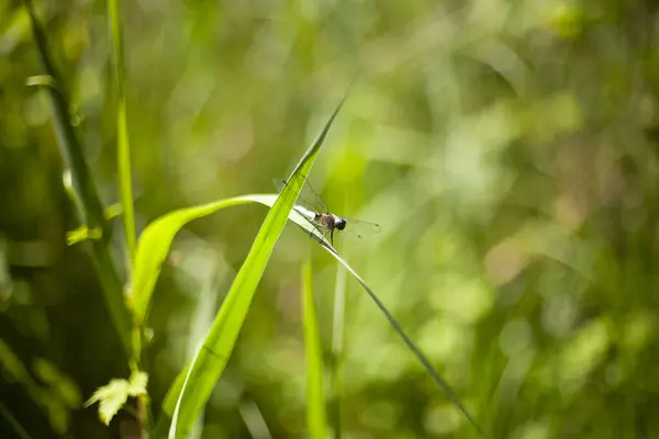 Sakin doğa sahnelerini, açık hava dokularını ve mevsimsel arka planlarını resmetmek için ideal. Huzur, ekoloji, tazelik ve çevre güzelliği gibi konular için uygundur..