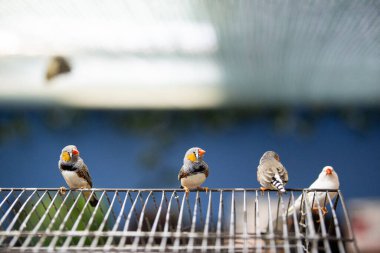 Üç zebra ispinozu yumuşak bir arka planı olan bir kuşhanenin içindeki tel üzerinde tünemişler.