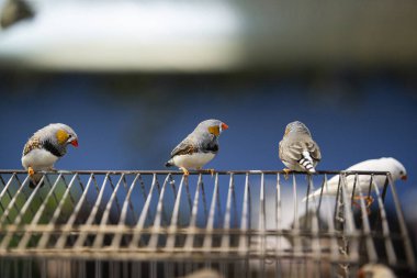 Bir grup zebra ispinozu, bir kuşhanenin içindeki tel bir yüzeye tünemiş, birbirleriyle etkileşim halindeler.