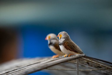İki zebra ispinozu bir kuşhanenin içindeki tel yüzeyde birbirine yakın tünemişler.