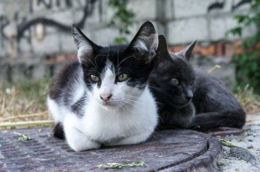Açık havada tahta bir tahtanın yanında tek bir siyah beyaz kedi yatıyor.