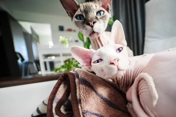 Kılsız Kanadalı Sphynx kedileri kanepede uzanıyorlar.