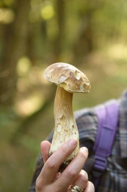 Yeşil bir ormanda, doğal bitki örtüsüyle çevrili taze koparılmış bir şemsiye mantarı tutan bir insan.