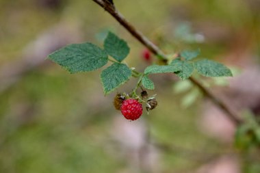 İki olgun kırmızı böğürtlen doğal orman çevresindeki yapraklı bir çalılıkta dinleniyor.