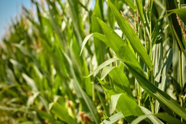 Bir yaz tarlasında mısır bitkisi püsküllerine ve yeşil yapraklara ayrıntılı olarak bakın.