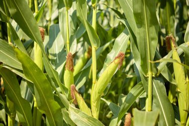 Güneşli bir tarlada yeşil yapraklarla çevrili sarı bir mısır koçanı.