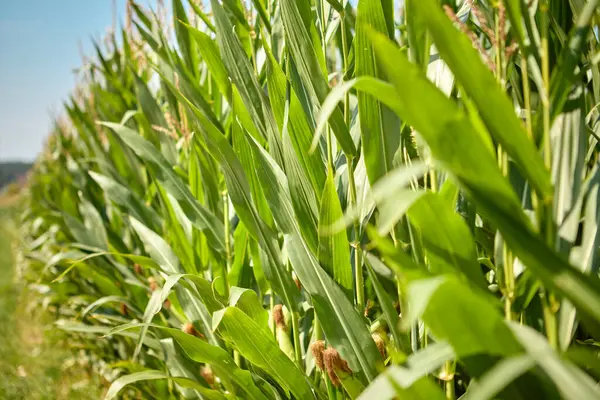 Yeşil mısır yapraklarının arasından gökyüzüne doğru bakan bakış açısı