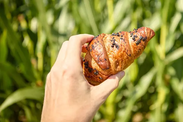 Uzun yeşil çimlerle çevrili bir kruvasan.