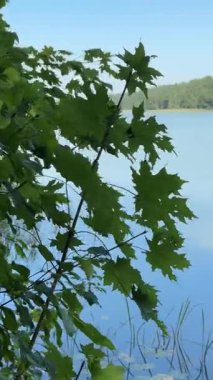 Ormanla çevrili sakin bir gölün videosu, yavaş bir panoramik kamera hareketiyle çekiliyor. Gökyüzünü yansıtan açık mavi su, kıyıya yakın sallanan sazlıklar, ve arka planda yoğun yeşil ormanlık.
