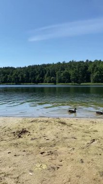 Sakin bir orman gölünün kumlu kıyısında yürüyen ve oturan ördekler