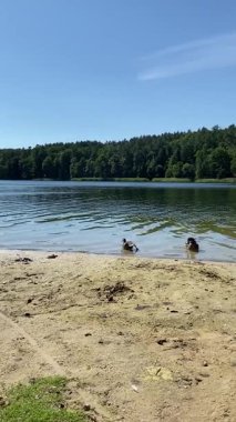 Büyük sakin bir gölün kumlu sahil bölgesinde dinlenen ördekler.