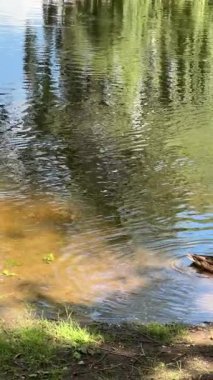 Nehir kıyısına yakın yüzen bir grup ördek ve yakınlardaki ağaçlara yansıyan su.