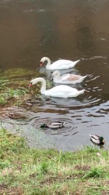 Kuğular kıyıya yakın sakin bir nehirde ördeklerin yanında yüzüyor.
