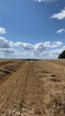 Beyaz leylek mavi gökyüzünün altındaki tarladan uçuyor.